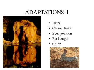 PPT - Maned Wolf Adaptations PowerPoint Presentation - ID:2595264