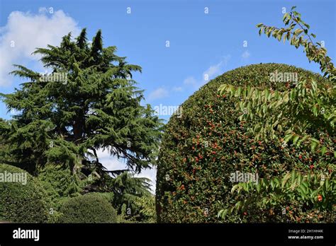 Holly tree with red berries,Christmas symbol Stock Photo - Alamy