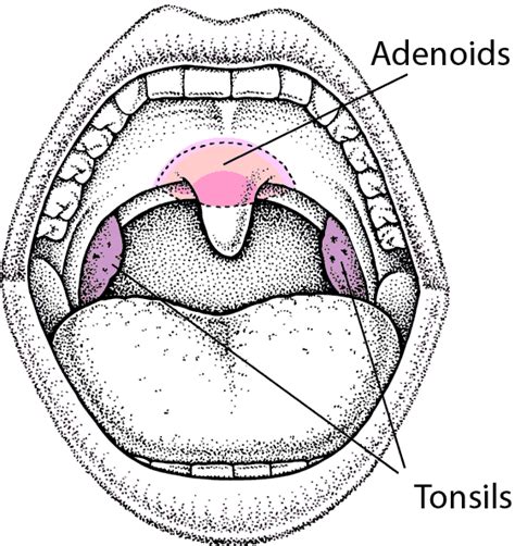 Tonsil And Adenoid Anatomy Tonsils And Adenoids Throat Anatomy Anatomy | Images and Photos finder