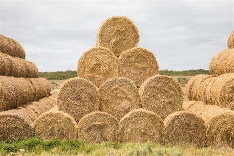 Animal Feed Hay Stack of 4 Levels High Stock Image - Image of front, high: 175058621