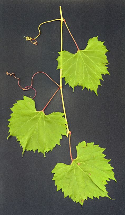 Door to Nature: Wild Grape: Kudzu of the North - Door County Pulse