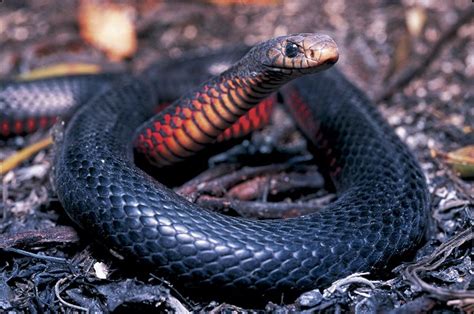 Red-Bellied Black Snake Facts and Pictures | Reptile Fact