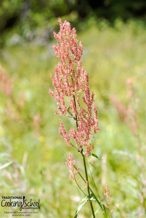 3 Common EDIBLE Weeds... That Are Yummy!