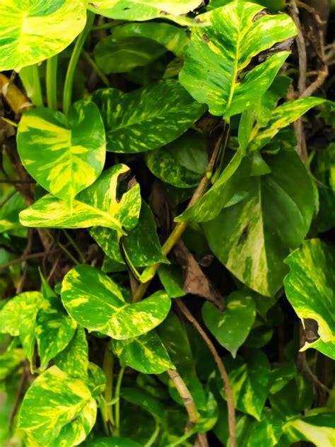 Growing Pothos Outdoors: Tips For Planting Pothos In The Garden