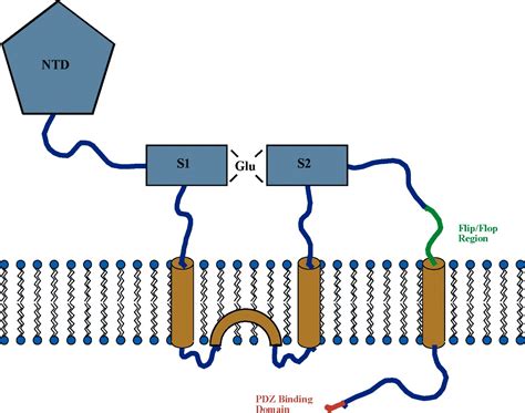 AMPA Receptor Trafficking at Excitatory Synapses: Neuron