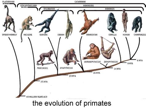 primates_evolution | Flickr - Photo Sharing!