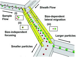 Tunnel dielectrophoresis for ultra-high precision size-based cell separation - Lab on a Chip ...