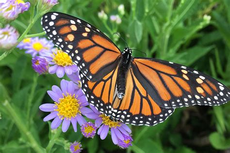 Monarch butterflies face uncertain future as habitat changes and ...