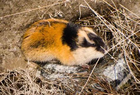 32 Norwegian Lemming Profile Facts: Traits, Attack, Size, Diet - Mammal Age