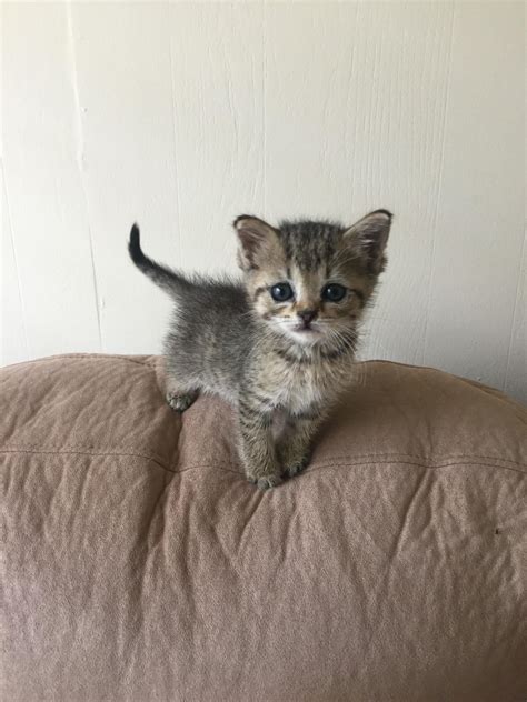 a small kitten standing on top of a pillow