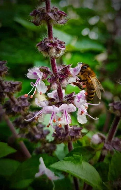 Why Do Basil Purple Flowers Bloom? What to Do with Them? - Plants Craze