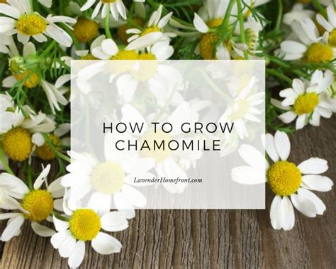 How to Plant and Grow The Herb Chamomile - The Lavender Homefront