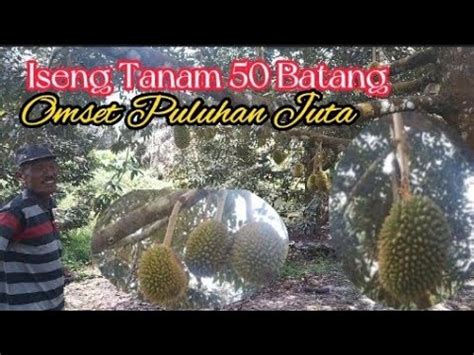 Durian Orchard || Intip Kebun Durian Bawor, Montong Cuma 0,5 Ha Omset ...