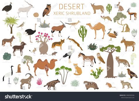 Discover 139+ desert ecosystem drawing best - seven.edu.vn