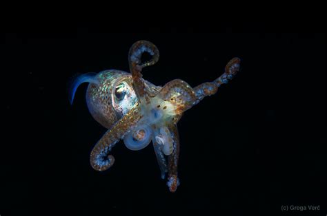 The Hawaiian Bobtail Squid and its Crazy Tricks | Featured Creature