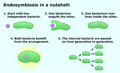 Endosymbiosis & Lateral Gene Transfer | SchoolWorkHelper