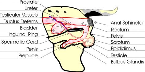 Female Dog Anatomy, Dog Reproductive System - Safarivet