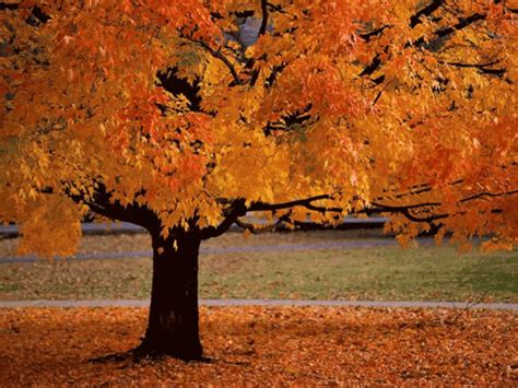 Fall Is Here Officially GIF - Find & Share on GIPHY