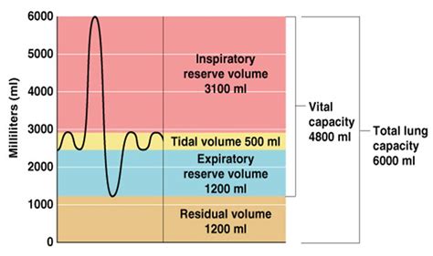 Residual volume - Definition and Examples - Biology Online Dictionary