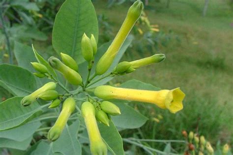 Nicotiana glauca