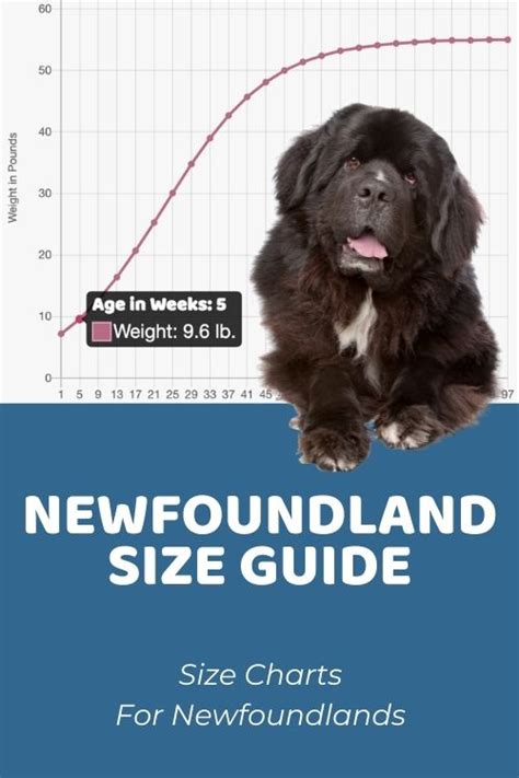 Newfoundland Size Chart: How Big Do Newfoundlands Get?