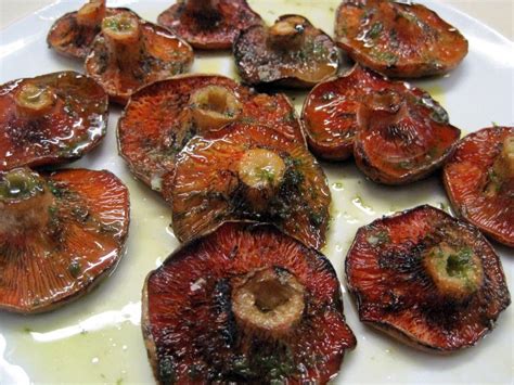 Red pine mushrooms, traditiona Autumn food in Catalonia | Catalan ...