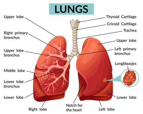 Lung structure, borders, Lobes, Fissures and Broncho-pulmonary segments | Science online