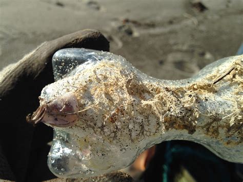 Marine Species (Possibly Fungi) Identification Request - Mushroom ...