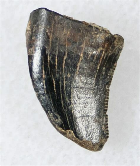 .43" Serrated Theropod Dinosaur Tooth - Montana (#14779) For Sale - FossilEra.com