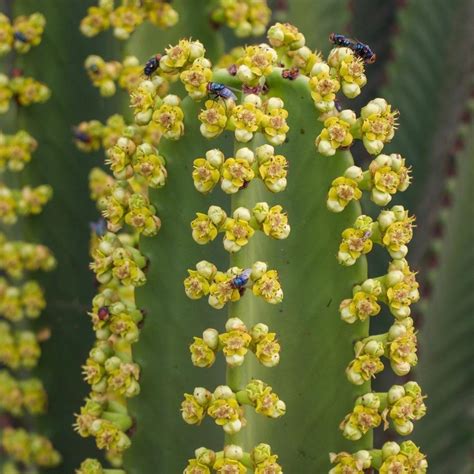 Euphorbias: Plant Care and Collection of Varieties - Garden.org