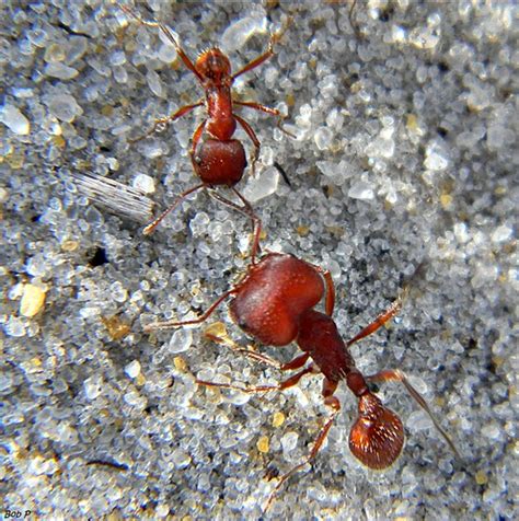 Are Those Giant Fire Ants In Your Yard? The WORST...