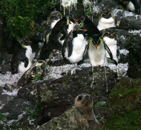 Northern Rockhopper Penguin: Is This Animal Endangered?