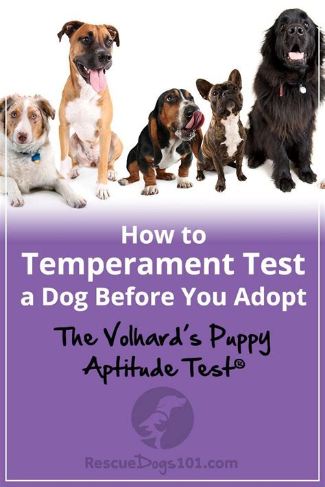 Dog temperament testing | Dogs, Dog personality, Dog training