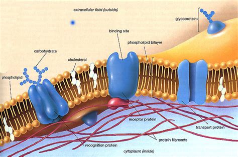 The Fluid Mosaic Model | A Level Notes