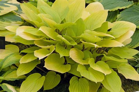 Hosta 'Fire Island' (Plantain Lily)