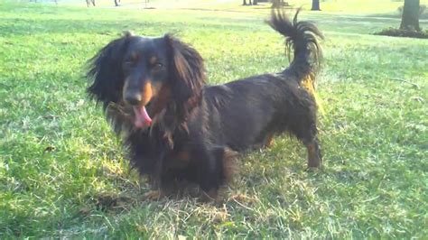 Long haired black and tan dachshund - YouTube