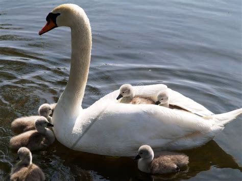 Swan and Cygnets stock image. Image of fluffy, feathers - 9320639