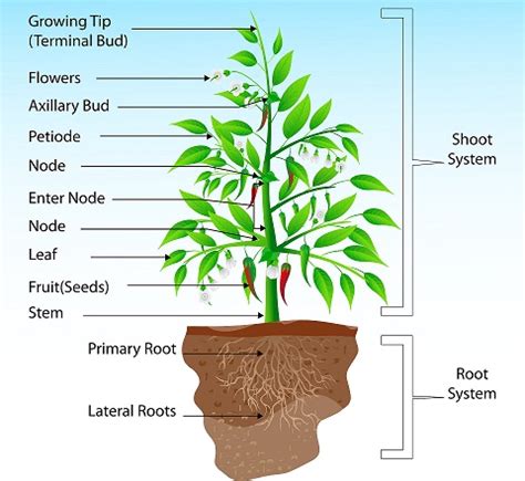 Plants and Root-Shoot systems