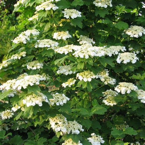 HIGH BUSH CRANBERRY Viburnum Trilobum - 10 SEEDS