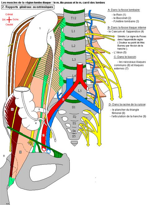 Ilio-psoas et carré des lombes : rapports généraux ou extrinsèques