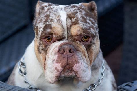 Merle English Bulldog: Everything We Know About This Rare Pup