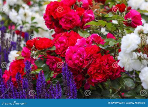 Floral Arrangement of Red and White Roses Stock Image - Image of white ...