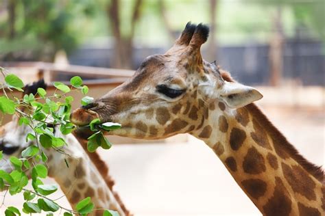 Premium Photo | Giraffe eating leaves close up of a giraffe africa in ...