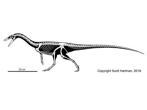 Theropod skeletal reconstructionsDr. Scott Hartman's Skeletal Drawing.com