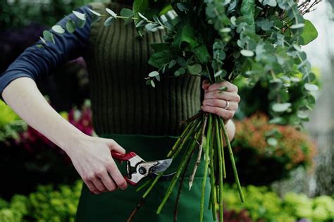 Can You Grow Roses From Cuttings? Sometimes.