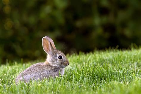 What Do Rabbits Eat In The Wild? | About Rabbits | Rabbits | Guide