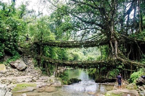 Living Root Bridge: Root Bridge in Meghalaya - Read Itinerary to ...