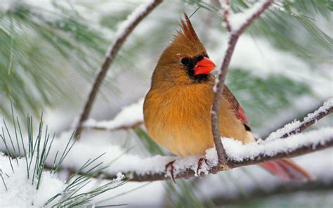 Cardinal Birds in Snow Wallpaper (47+ images)