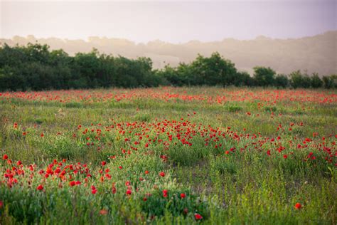 Wildflower seeds: Emorsgate's Manor Farm and its supply of wildflower seed - Gardens Illustrated