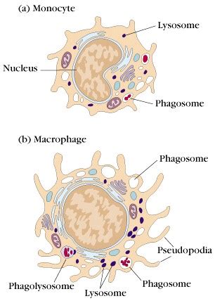 Monocytes and Macrphages